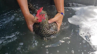 7. Washing the chickens WARNING there is a brief moment were I flash my boob unintentionally sorry